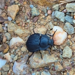 Celibe striatipennis at Bungendore, NSW - suppressed