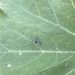 Heteropsilopus ingenuus (A long-legged fly) at Carwoola, NSW - 8 Dec 2024 by AmyT