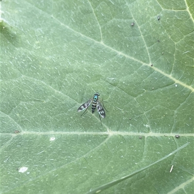 Heteropsilopus ingenuus (A long-legged fly) at Carwoola, NSW - 8 Dec 2024 by AmyT