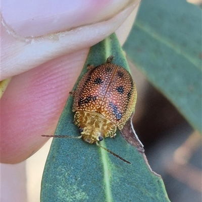 Paropsis atomaria (Eucalyptus leaf beetle) at Bungendore, NSW - 8 Dec 2024 by clarehoneydove