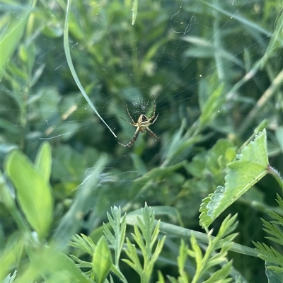 Gea theridioides (An orb weaver spider) at Carwoola, NSW - 8 Dec 2024 by AmyT