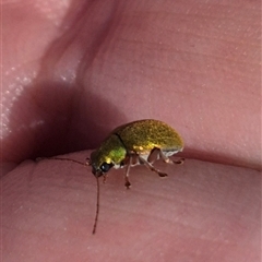 Edusella sp. (genus) (A leaf beetle) at Carwoola, NSW - 8 Dec 2024 by clarehoneydove