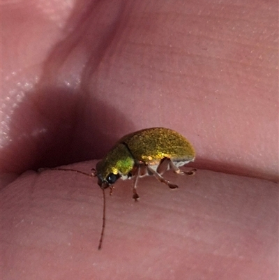 Edusella sp. (genus) (A leaf beetle) at Carwoola, NSW - 8 Dec 2024 by clarehoneydove