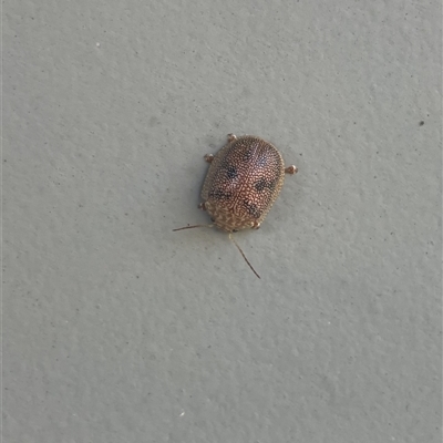 Paropsis atomaria (Eucalyptus leaf beetle) at Carwoola, NSW - 8 Dec 2024 by AmyT