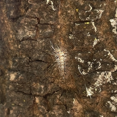 Lepidoptera unclassified IMMATURE (caterpillar or pupa or cocoon) at Carwoola, NSW - 8 Dec 2024 by AmyT