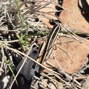 Macrotona australis at Carwoola, NSW by clarehoneydove