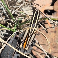 Macrotona australis at Carwoola, NSW - 8 Dec 2024 03:19 PM