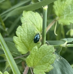 Unidentified Beetle (Coleoptera) at Carwoola, NSW - 8 Dec 2024 by AmyT