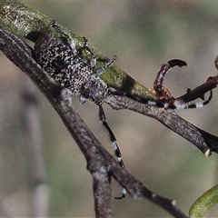 Ancita sp. (genus) (Longicorn or longhorn beetle) at Carwoola, NSW - 8 Dec 2024 by clarehoneydove