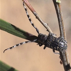 Ancita sp. (genus) at Carwoola, NSW - 8 Dec 2024