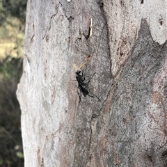 Fabriogenia sp. (genus) (Spider wasp) at Carwoola, NSW - 7 Dec 2024 by AmyT