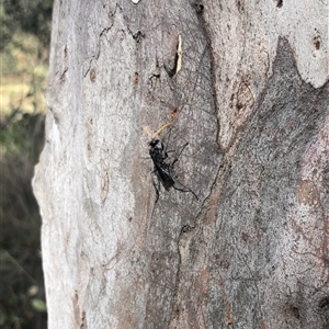 Fabriogenia sp. (genus) at Carwoola, NSW - suppressed