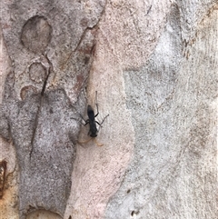 Fabriogenia sp. (genus) at Carwoola, NSW - suppressed