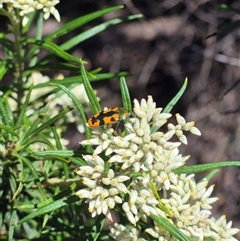 Castiarina scalaris at Bungendore, NSW - suppressed