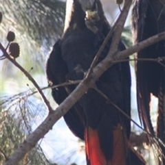 Calyptorhynchus lathami lathami (Glossy Black-Cockatoo) at Penrose, NSW - 25 Jan 2021 by GITM1