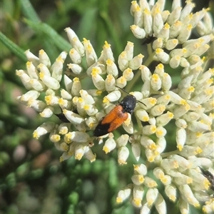 Anilicus xanthomus at Bungendore, NSW - 8 Dec 2024