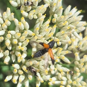 Anilicus xanthomus at Bungendore, NSW - 8 Dec 2024