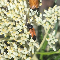 Anilicus xanthomus at Bungendore, NSW - 8 Dec 2024