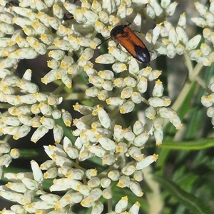 Anilicus xanthomus at Bungendore, NSW - 8 Dec 2024