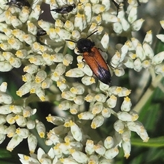 Anilicus xanthomus at Bungendore, NSW - 8 Dec 2024