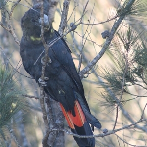 Calyptorhynchus lathami lathami (Glossy Black-Cockatoo) at Penrose, NSW by GITM1