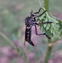 Chrysopogon muelleri (Robber fly) at Bungendore, NSW - 8 Dec 2024 by clarehoneydove