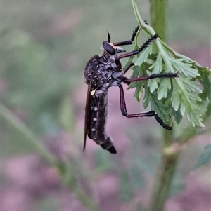 Unidentified Crane fly, midge, mosquito or gnat (several families) at Bungendore, NSW by clarehoneydove