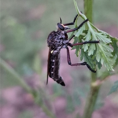 Unidentified Crane fly, midge, mosquito or gnat (several families) at Bungendore, NSW - 8 Dec 2024 by clarehoneydove