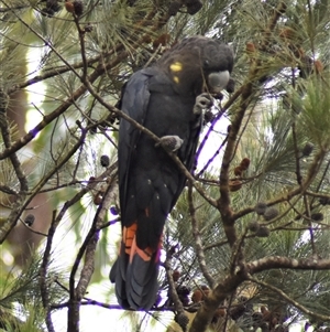 Calyptorhynchus lathami lathami (Glossy Black-Cockatoo) at Wingello, NSW by GITM1