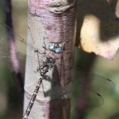 Austroaeschna multipunctata (Multi-spotted Darner) at Tharwa, ACT - 8 Dec 2024 by Montane