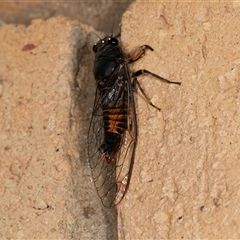 Yoyetta robertsonae (Clicking Ambertail) at Higgins, ACT - 7 Dec 2024 by AlisonMilton