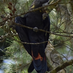 Calyptorhynchus lathami lathami (Glossy Black-Cockatoo) at Wingello, NSW - 25 Jan 2022 by GITM1