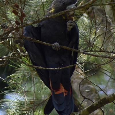 Calyptorhynchus lathami lathami (Glossy Black-Cockatoo) at Wingello, NSW - 25 Jan 2022 by GITM1