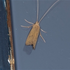 Lecithocera (genus) (A Gelechioid moth) at Higgins, ACT - 7 Dec 2024 by AlisonMilton