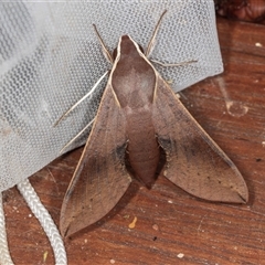 Hippotion scrofa (Coprosma Hawk Moth) at Higgins, ACT - 5 Dec 2024 by AlisonMilton