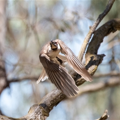 Philemon corniculatus (Noisy Friarbird) at Latham, ACT - 2 Dec 2024 by AlisonMilton