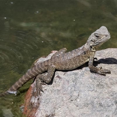 Intellagama lesueurii howittii (Gippsland Water Dragon) at Macgregor, ACT - 2 Dec 2024 by AlisonMilton