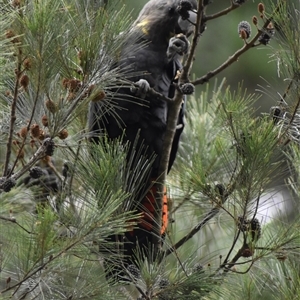 Calyptorhynchus lathami lathami (Glossy Black-Cockatoo) at Wingello, NSW by GITM1