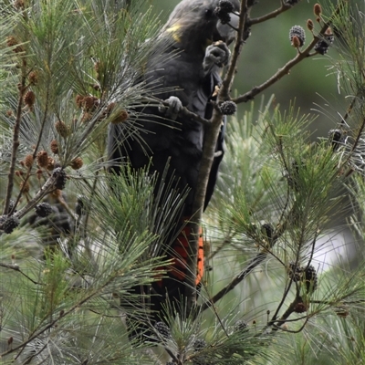 Calyptorhynchus lathami lathami (Glossy Black-Cockatoo) at Wingello, NSW - 25 Jan 2022 by GITM1