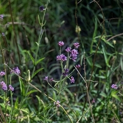 Verbena incompta (Purpletop) at Macgregor, ACT - 2 Dec 2024 by AlisonMilton