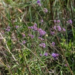 Verbena incompta at Macgregor, ACT - 2 Dec 2024 11:20 AM