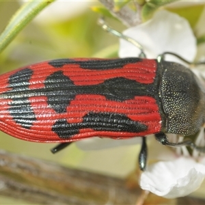 Castiarina indistincta at Uriarra Village, ACT - 6 Dec 2024 02:09 PM