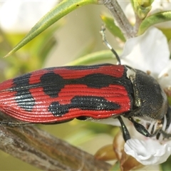 Castiarina indistincta at Uriarra Village, ACT - 6 Dec 2024 02:09 PM