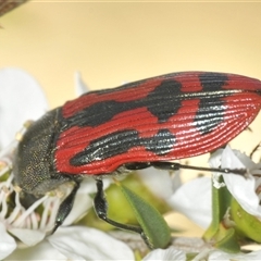 Castiarina indistincta at Uriarra Village, ACT - 6 Dec 2024 02:09 PM