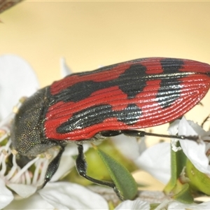 Castiarina indistincta at Uriarra Village, ACT - 6 Dec 2024 02:09 PM