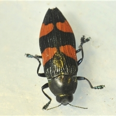 Castiarina interstincta (A jewel beetle) at Uriarra Village, ACT - 6 Dec 2024 by Harrisi