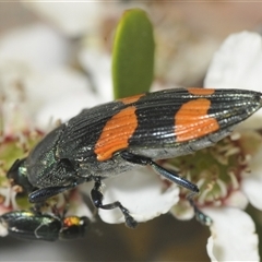 Castiarina interstincta at Uriarra Village, ACT - 6 Dec 2024 06:39 PM