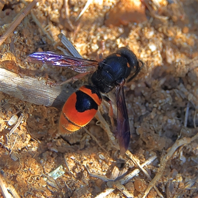 Paralastor sp. (genus) (Potter Wasp) at Higgins, ACT - 8 Dec 2024 by MichaelWenke