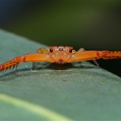 Arkys walckenaeri (Triangle spider) at Acton, ACT - 8 Dec 2024 by TimL