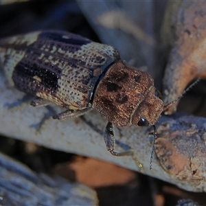 Nascio vetusta at Higgins, ACT - 8 Dec 2024 04:44 PM